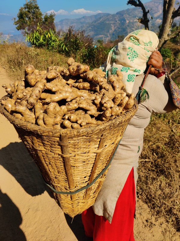 Organic Certified Ginger from Nepal